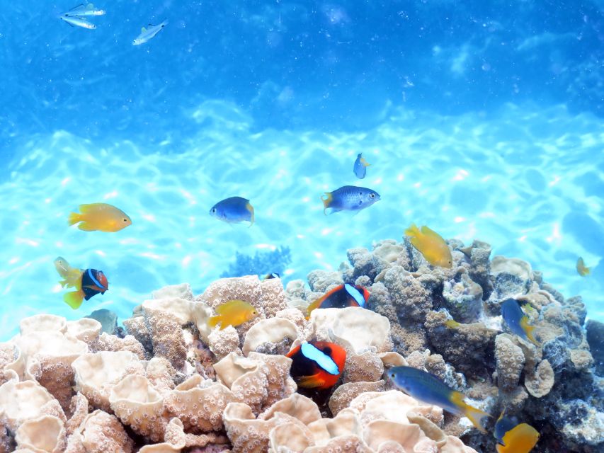 From Cairns: Cruise to Michaelmas Cay With Water Activities - Booking Information