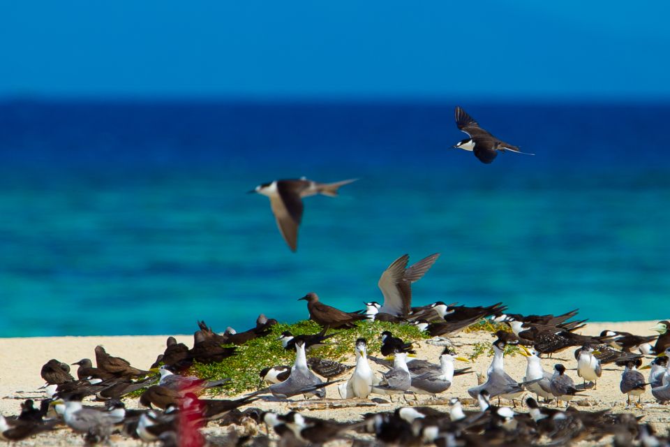 From Cairns: Cruise to Michaelmas Cay With Water Activities - Customer Reviews