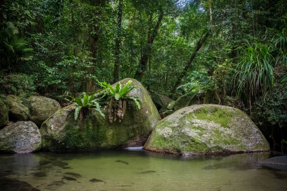 From Cairns: Daintree National Park Private Tour - Highlights of the Tour