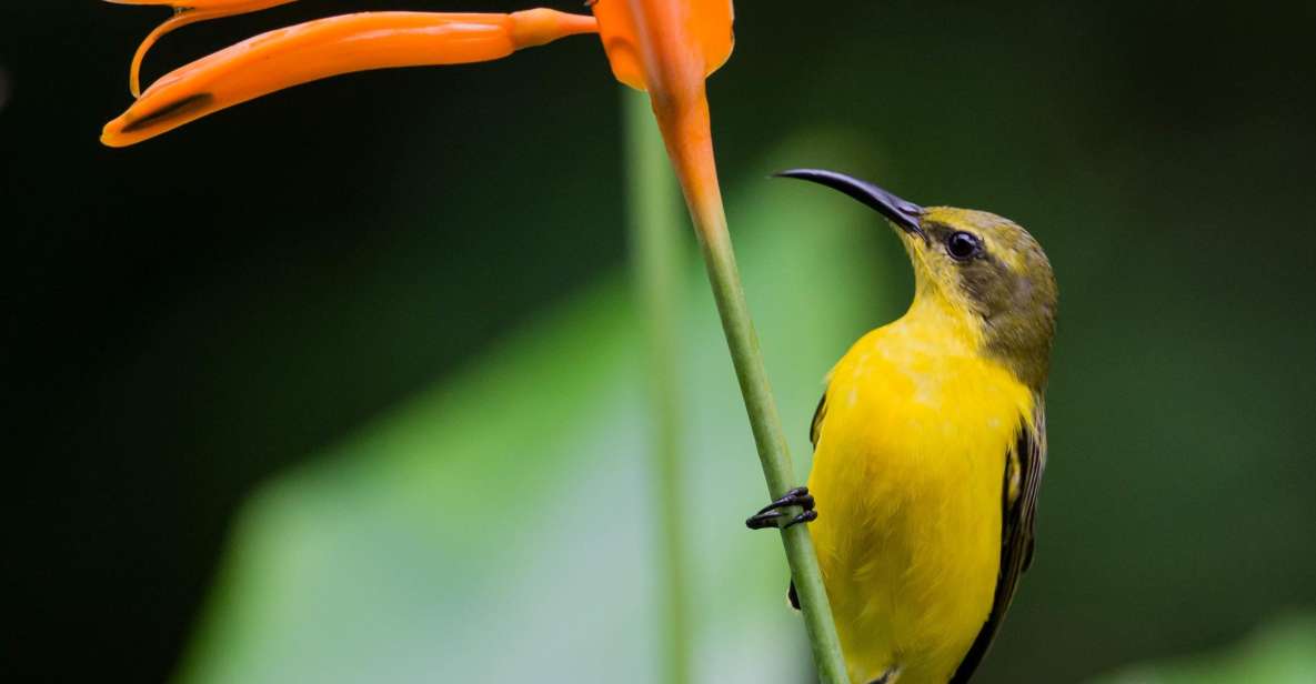 From Cairns: Daintree National Park Private Tour - Directions