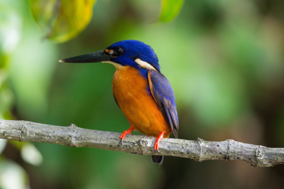 From Cairns: Daintree National Park Private Tour - Recap