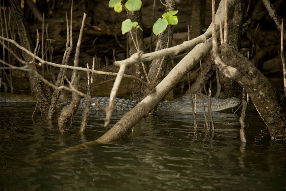 From Cairns: Daintree Rainforest & Cape Tribulation 4WD Tour - Important Information