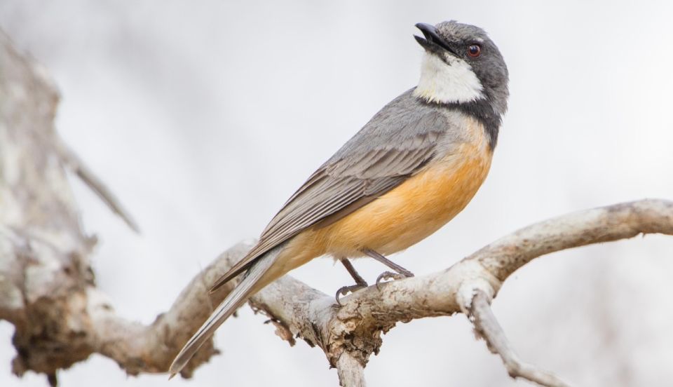 From Cairns: Full-Day Birdwatching Excursion - Inclusions