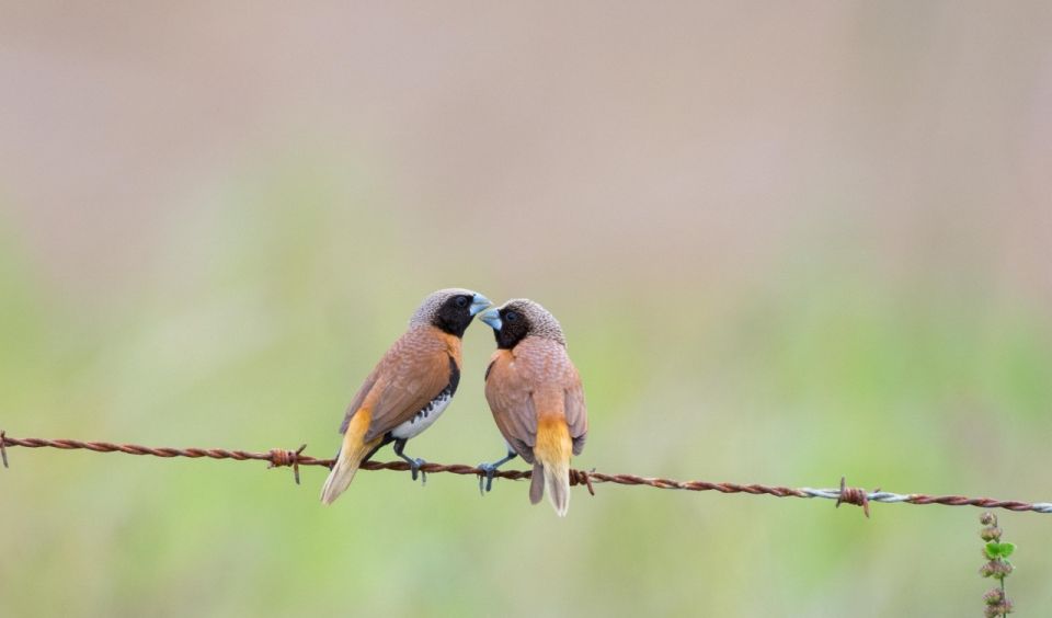 From Cairns: Full-Day Birdwatching Excursion - Frequently Asked Questions