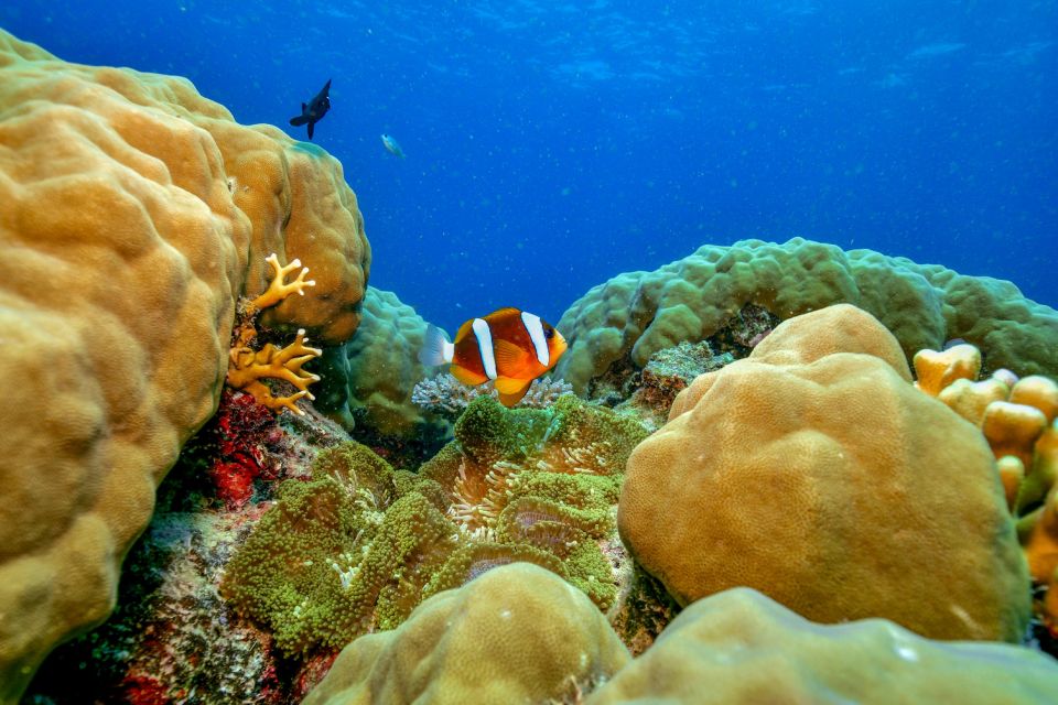 From Cairns: Great Barrier Reef Snorkeling Trip With Lunch - Recap