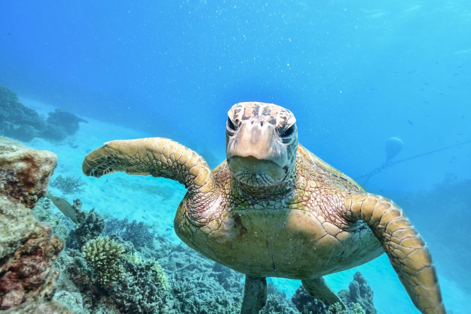 From Cairns: Green Island Half-Day Morning Cruise - Key Points