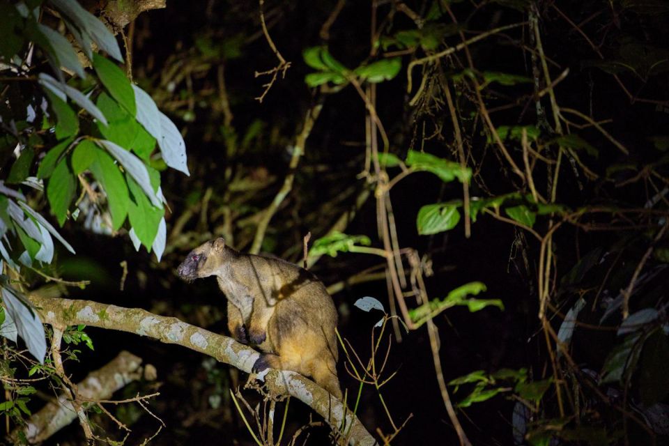 From Cairns: Rainforest & Nocturnal Wildlife Tour - Inclusions