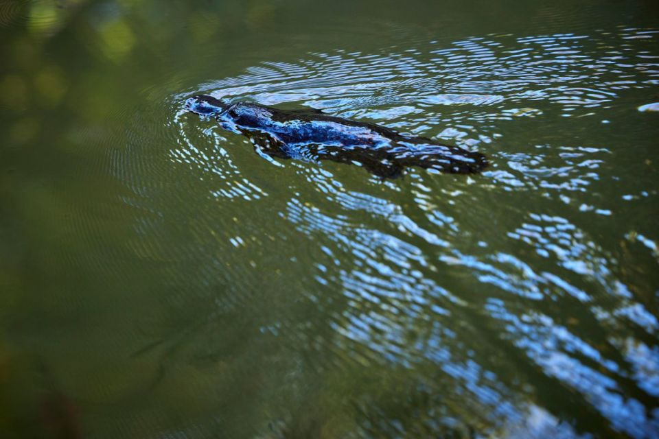 From Cairns: Rainforest & Nocturnal Wildlife Tour - Directions