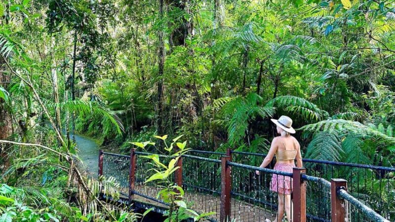 From Cairns: Waterfall Tour with Lunch - A Day in North Queensland’s Natural Beauty: What this Tour Offers