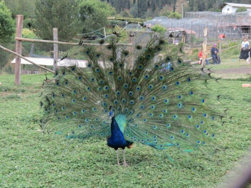 From Cajamarca: Porcon Farm - Key Points