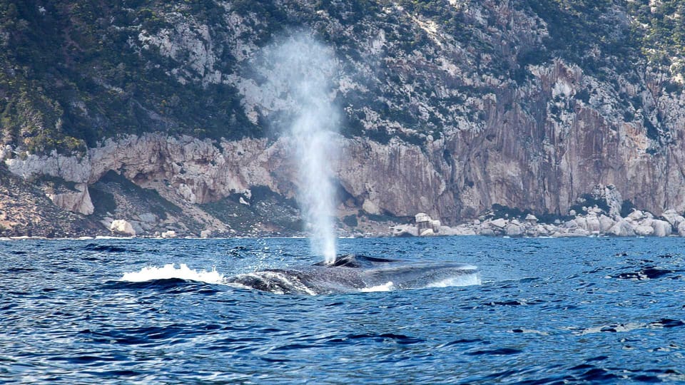 From Cala Gonone: Dolphin & Birdwatching in Orosei Gulf - Pricing and Duration