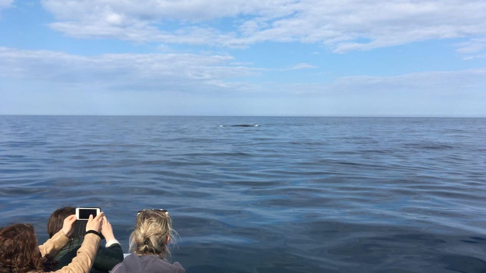 From Cala Gonone: Dolphin & Birdwatching in Orosei Gulf - Highlights of the Tour