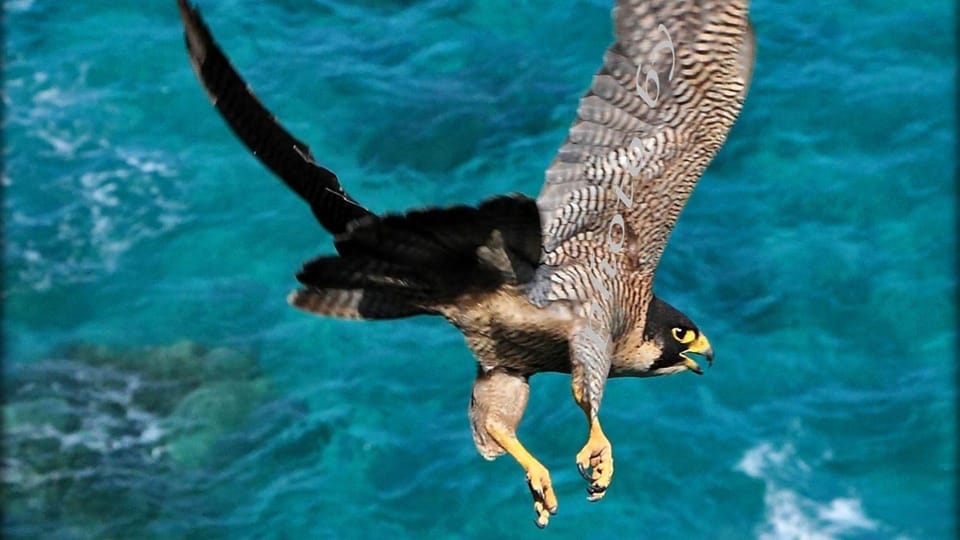 From Cala Gonone: Dolphin & Birdwatching in Orosei Gulf - Boat Specifications