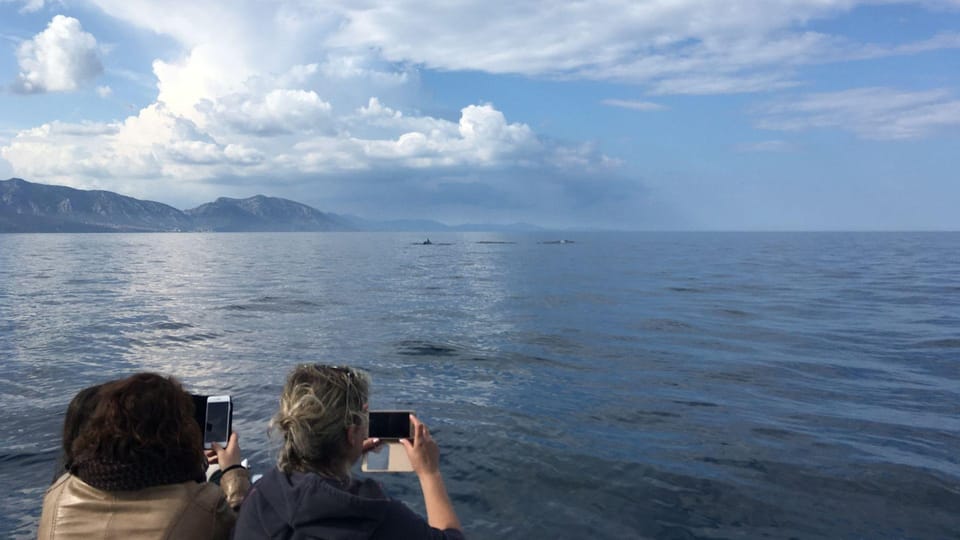 From Cala Gonone: Dolphin & Birdwatching in Orosei Gulf - Important Meeting Information