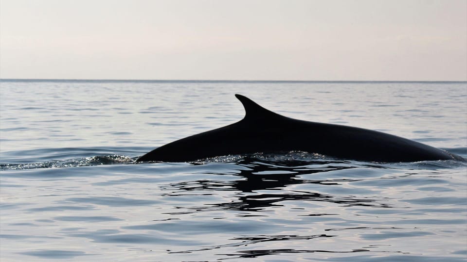 From Cala Gonone: Dolphin & Birdwatching in Orosei Gulf - Customer Feedback and Ratings