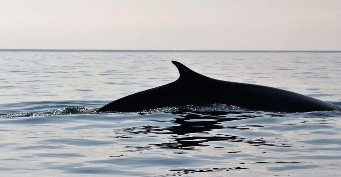 From Cala Gonone: Dolphin & Birdwatching in Orosei Gulf - Frequently Asked Questions
