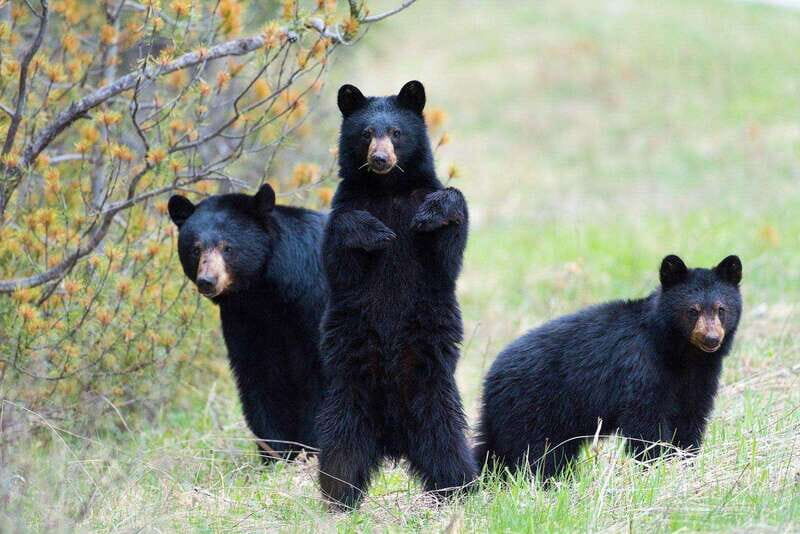 From Calgary: Banff, Moraine Lake and Lake Louise Tour - Who Is This Tour Best For?