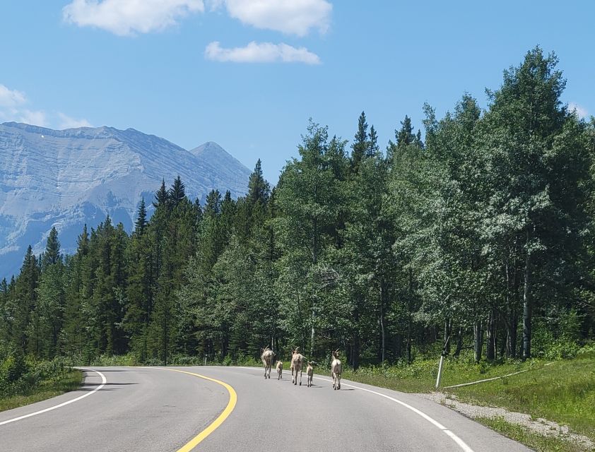 From Calgary: High Spirits Adventure in a Sidecar Motorcycle - Booking and Contact Information