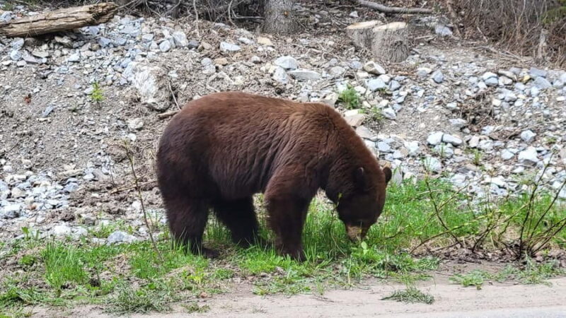From Calgary to Banff: Day Trip with Wolfdog Sanctuary Visit - Who Should Consider This Tour?