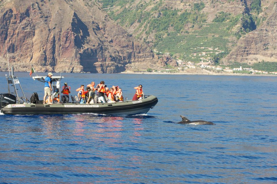 From Calheta: Madeira Whale and Dolphin Watching Boat Tour - Key Points
