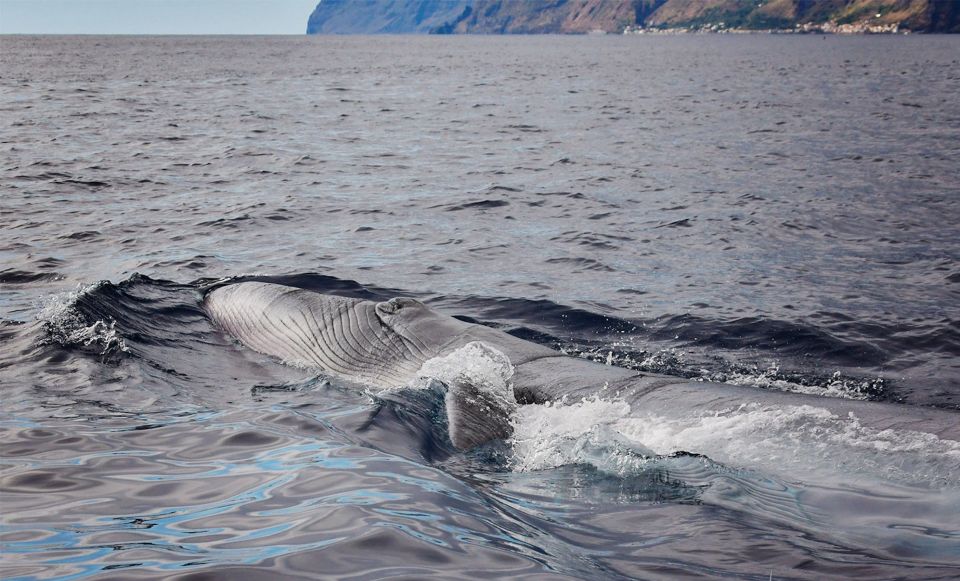 From Calheta: Madeira Whale and Dolphin Watching Boat Tour - Highlights