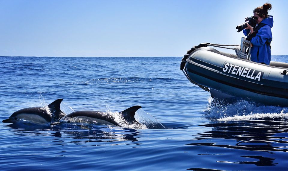 From Calheta: Madeira Whale and Dolphin Watching Boat Tour - What to Expect