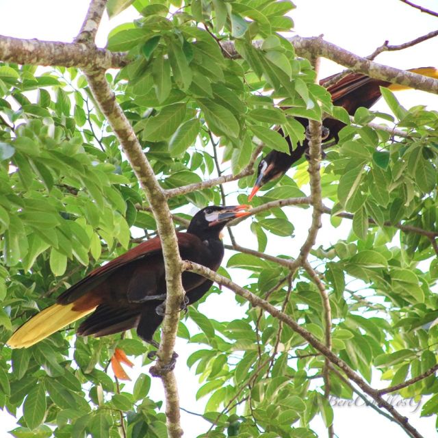 From Campeche: Mamantel River Tour - Frequently Asked Questions