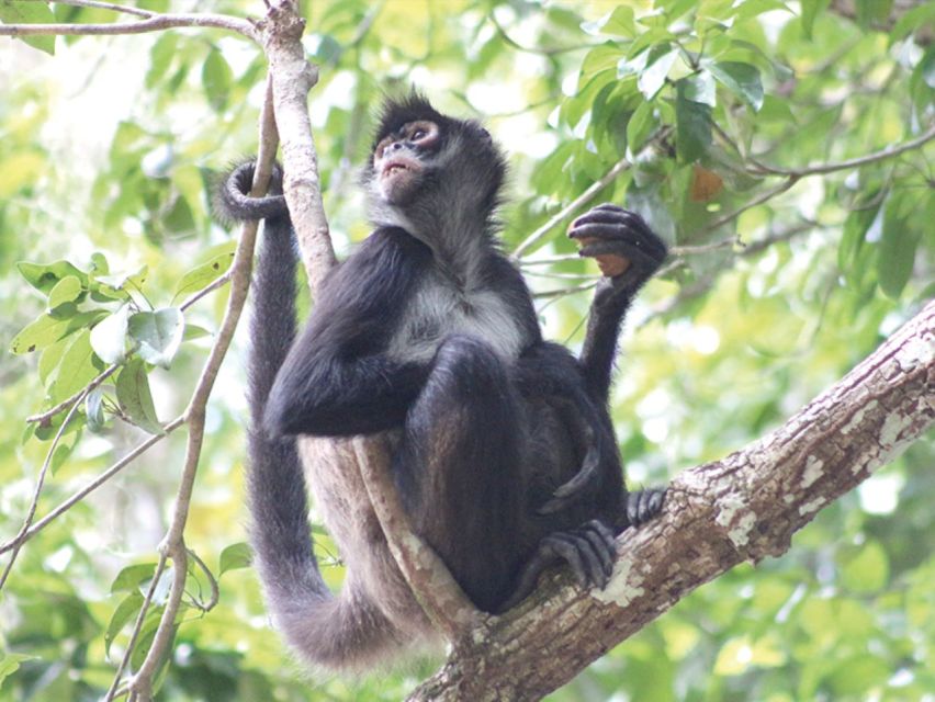 From Campeche: Private 3-Day Selva Maya Tour With Half Board - Accommodations and Meals