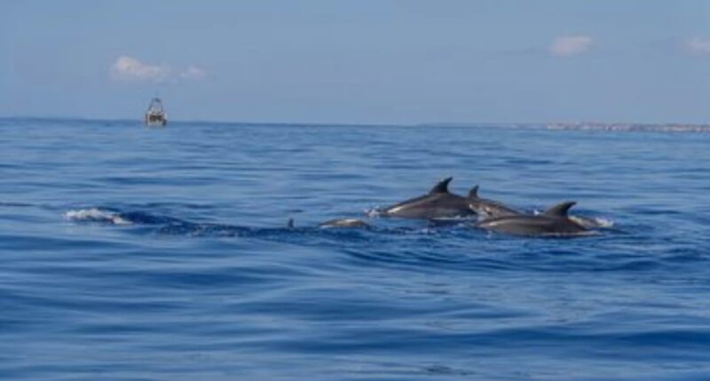 From Can Picafort: Dolphin Watching and Cave Boat Trip - Swimming at Es Coll Baix Beach