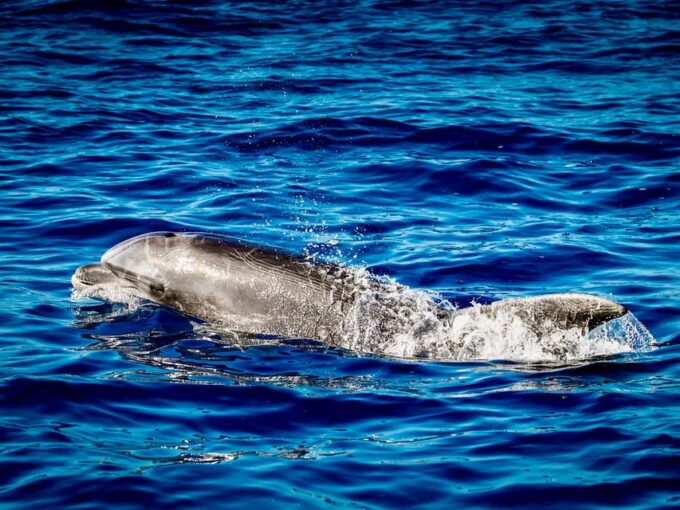 From Can Picafort: Dolphin Watching and Cave Boat Trip - Scenic Views and Sunrise
