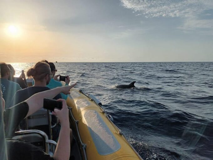 From Can Picafort: Dolphin Watching and Cave Boat Trip - Inclusions, Exclusions, and Restrictions