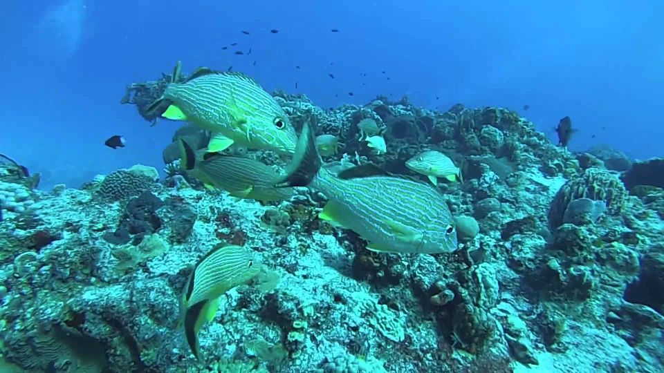 From Cancun and Riviera Maya: Cozumel Snorkeling Tour - Packing Recommendations