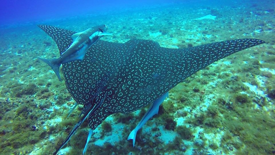 From Cancun and Riviera Maya: Cozumel Snorkeling Tour - Weather Conditions
