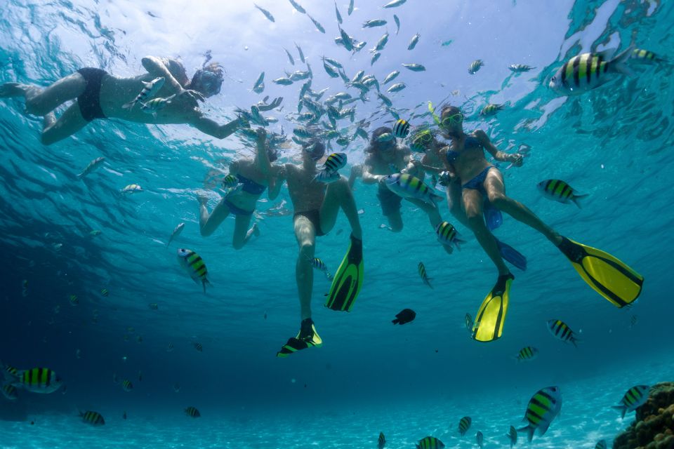 From Cancun: Cozumel Snorkeling Tour - Unlimited Drinks and Lunch