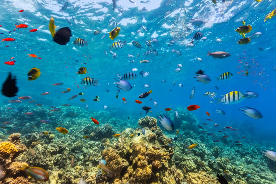 From Cancun: Cozumel Snorkeling Tour - Free Time in Cozumel