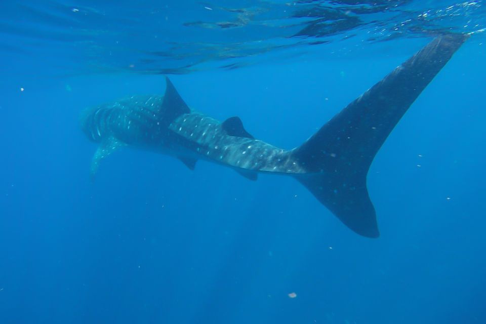 From Cancún: Half-Day Snorkeling With Whale Sharks - Key Points