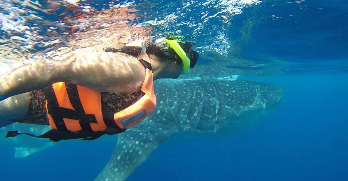 From Cancún: Half-Day Snorkeling With Whale Sharks - Whale Shark Encounter