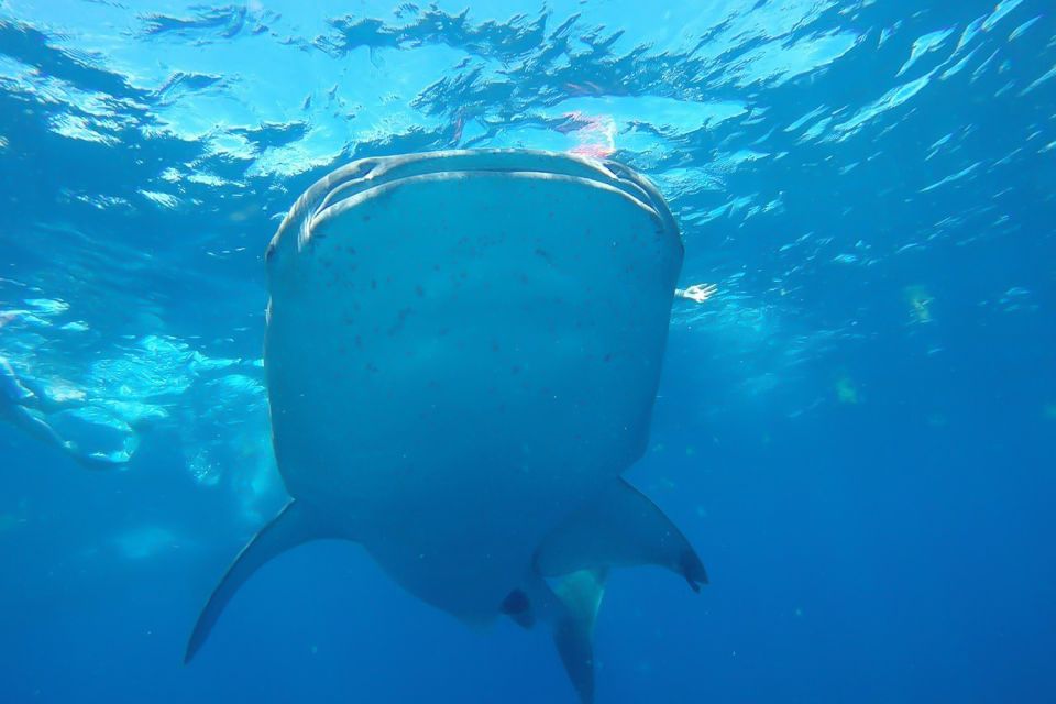 From Cancún: Half-Day Snorkeling With Whale Sharks - Exploring Isla Mujeres