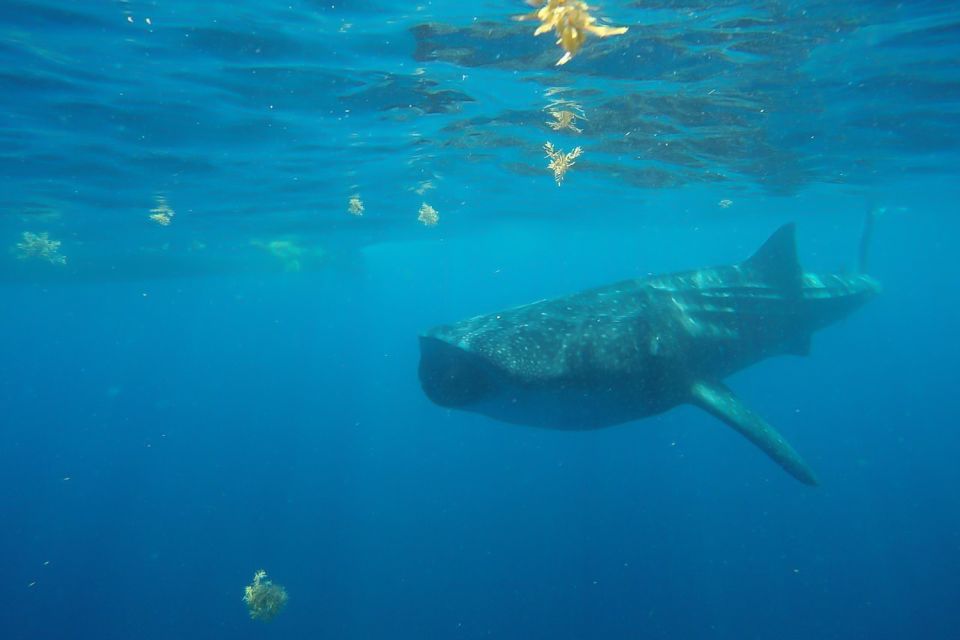From Cancún: Half-Day Snorkeling With Whale Sharks - Boat Amenities