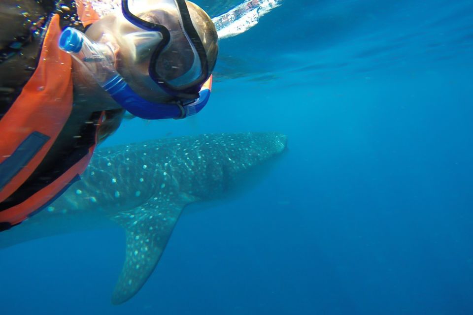 From Cancún: Half-Day Snorkeling With Whale Sharks - Inclusions and Exclusions