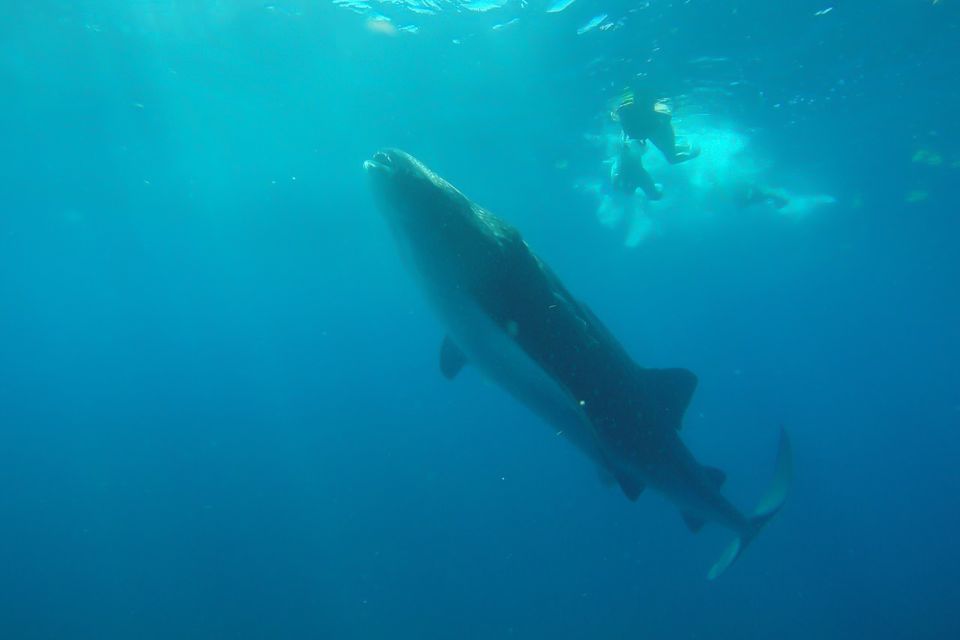 From Cancún: Half-Day Snorkeling With Whale Sharks - Booking and Reservations