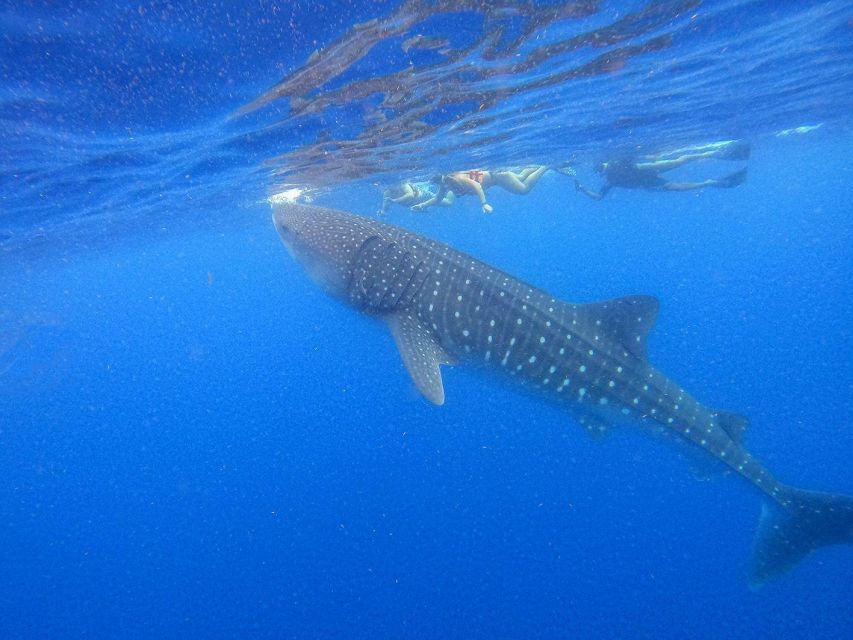 From Cancún/Playa Del Carmen: Holbox Island Tour - Booking and Cancellation