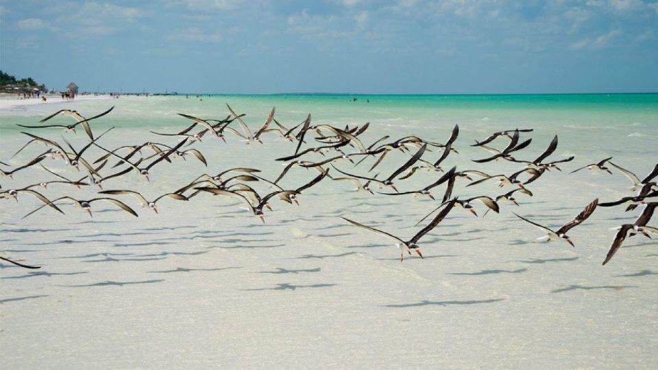 From Cancún/Playa Del Carmen: Holbox Island Tour - Getting There