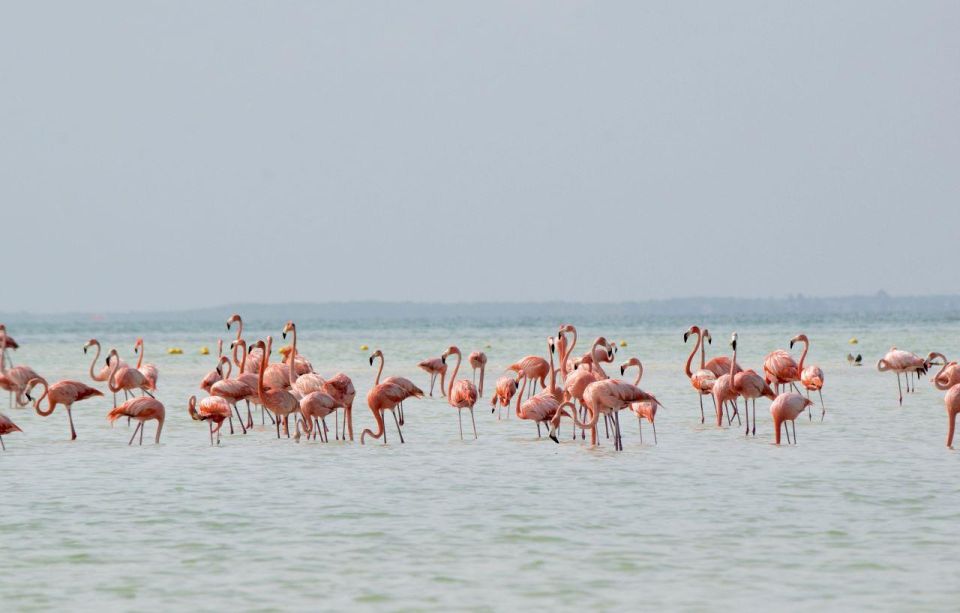 From Cancún/Playa Del Carmen: Holbox Island Tour - Frequently Asked Questions