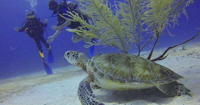 From Cancun: Puerto Morelos Diving Adventure - The Small-Group Advantage