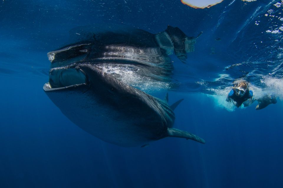 From Cancun/Riviera Maya: Guided Whale Shark Snorkeling Tour - Tour Overview