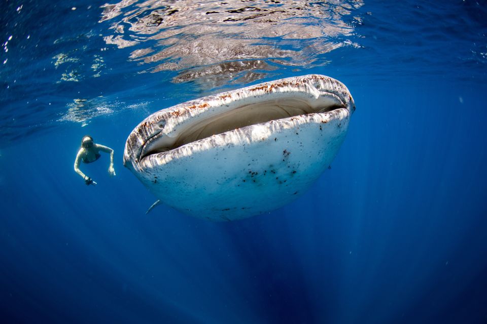 From Cancun/Riviera Maya: Guided Whale Shark Snorkeling Tour - Inclusions and Exclusions
