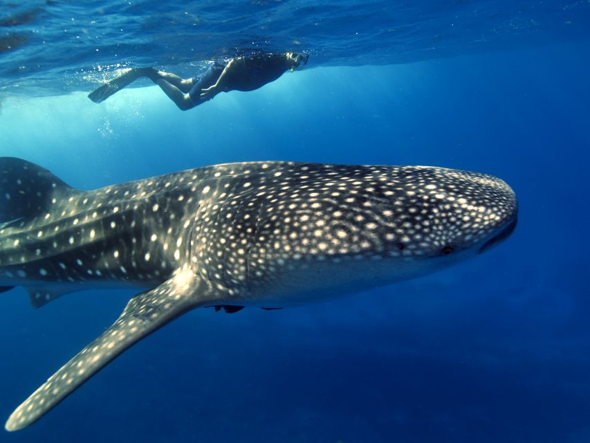 From Cancun/Riviera Maya: Guided Whale Shark Snorkeling Tour - Transportation and Accessibility