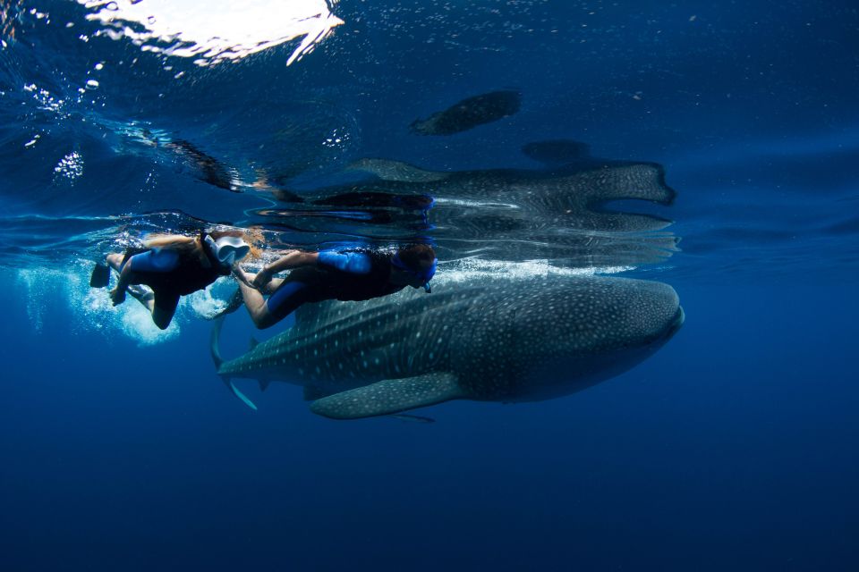 From Cancun/Riviera Maya: Guided Whale Shark Snorkeling Tour - Snorkeling With Whale Sharks