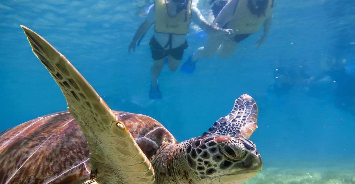 From Cancun/Riviera Maya Snorkel With Sea Turtles & Cenotes - Search for Sea Turtles